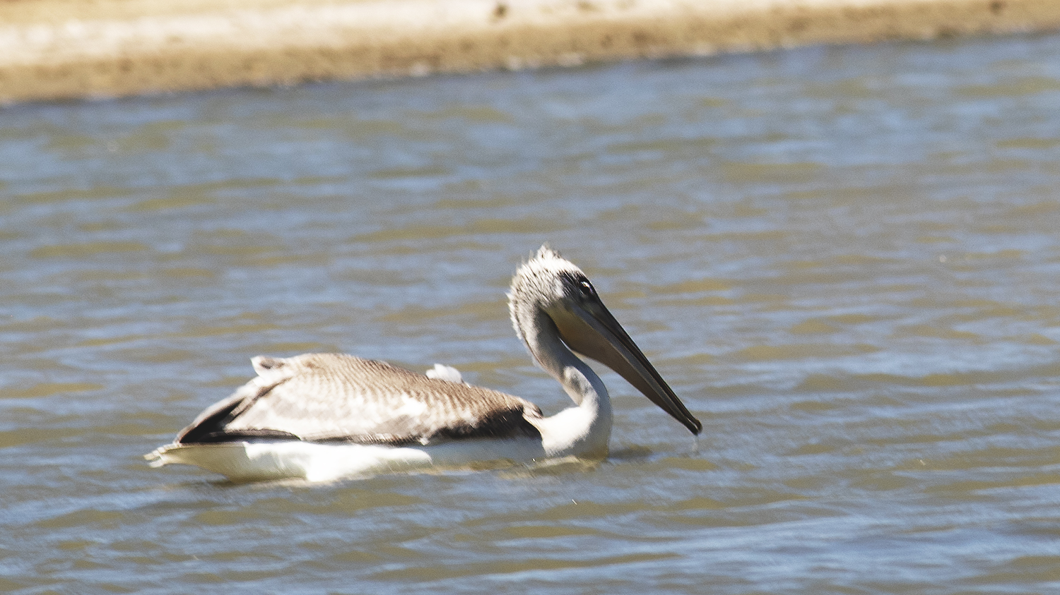 Dalmatian Pelican